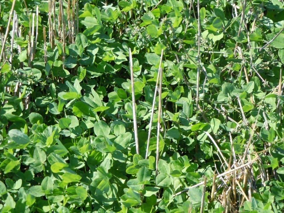 Medium Red Clover Disadvantages May get too tall in wheat and affect harvest/harder to kill.
