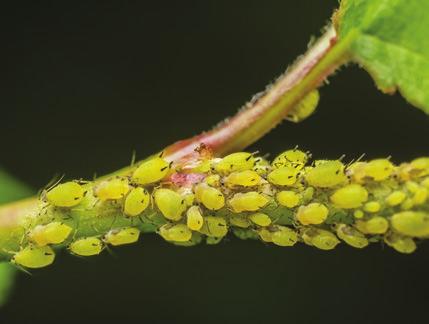 OVERVIEW Aphids and whiteflys can suck the profitability right out of your crop.