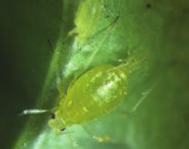 6 HOUR 6 HOUR 225 CONTROL OF GREEN PEACH APHID (SUMMARY OF 12 TRIALS) 2 24 HOUR 24 HOUR NUMBER OF