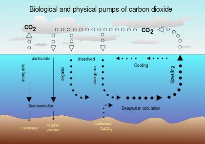 c. Carbon Sinks: reservoir of carbon that