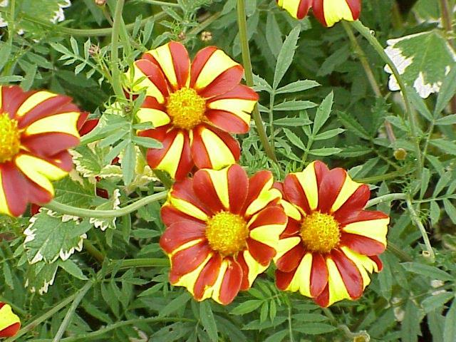 Pant Protection Pests Diseases Red spider mite Powdry midew Leaf eating caterpiar Nematode Scae Dieback Aphid Back spot MARIGOLD Marigod (Tagetes spp), beongs to famiy Astreceae.