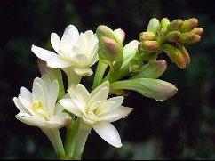 BASIC AGRICULTURE fragrance and are the source of tuberose oi, which is used in high vaue perfumes and cosmetic products. Soi and Cimatic Requirements Fertie oamy and sandy soi having ph range from 6.
