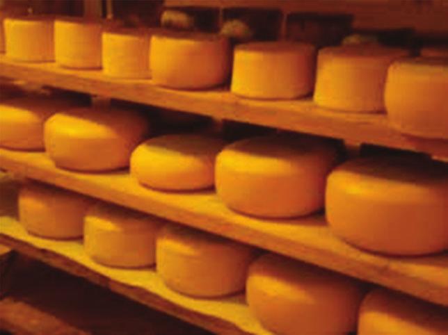 BASIC AGRICULTURE The basic steps in cheese preparation incude the foowing: Pasteurization and Standardization The raw mik is subjected to pasteurization and may or may not be standardized for the