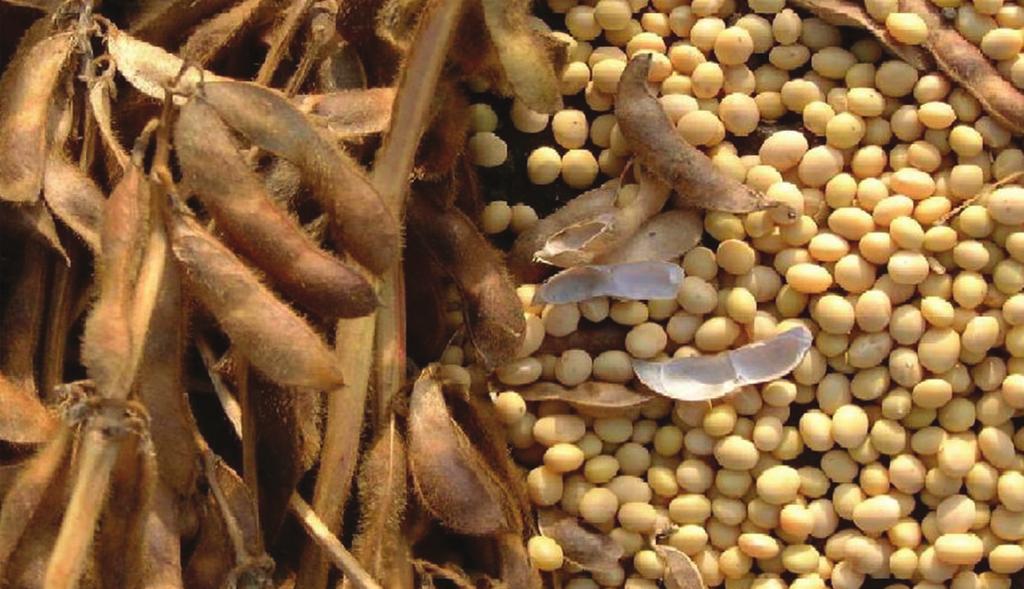 Varieties Some promising varieties are Pusa 9712, VL Soya 2, Paam Soya, PS 1241, VLS 65, Pusa 22, Pusa 16, Pusa 24, Pusa 37, Gujarat Soybean 1, and Birsa Soybean 1.