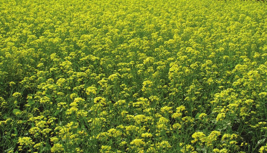 RAPESEED AND MUSTARD The rapeseed-mustard group broady incudes Indian mustard, yeow sarson, brown sarson, raya, and toria crops.