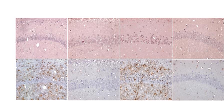 Toll-like receptor signalling and scrapie Wild type Sick + + H&E GFAP Fig. 3 Brain pathology of terminally ill mice after intraperitoneal challenge with scrapie.