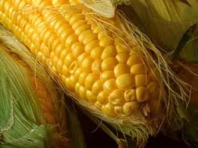 U.S. Corn