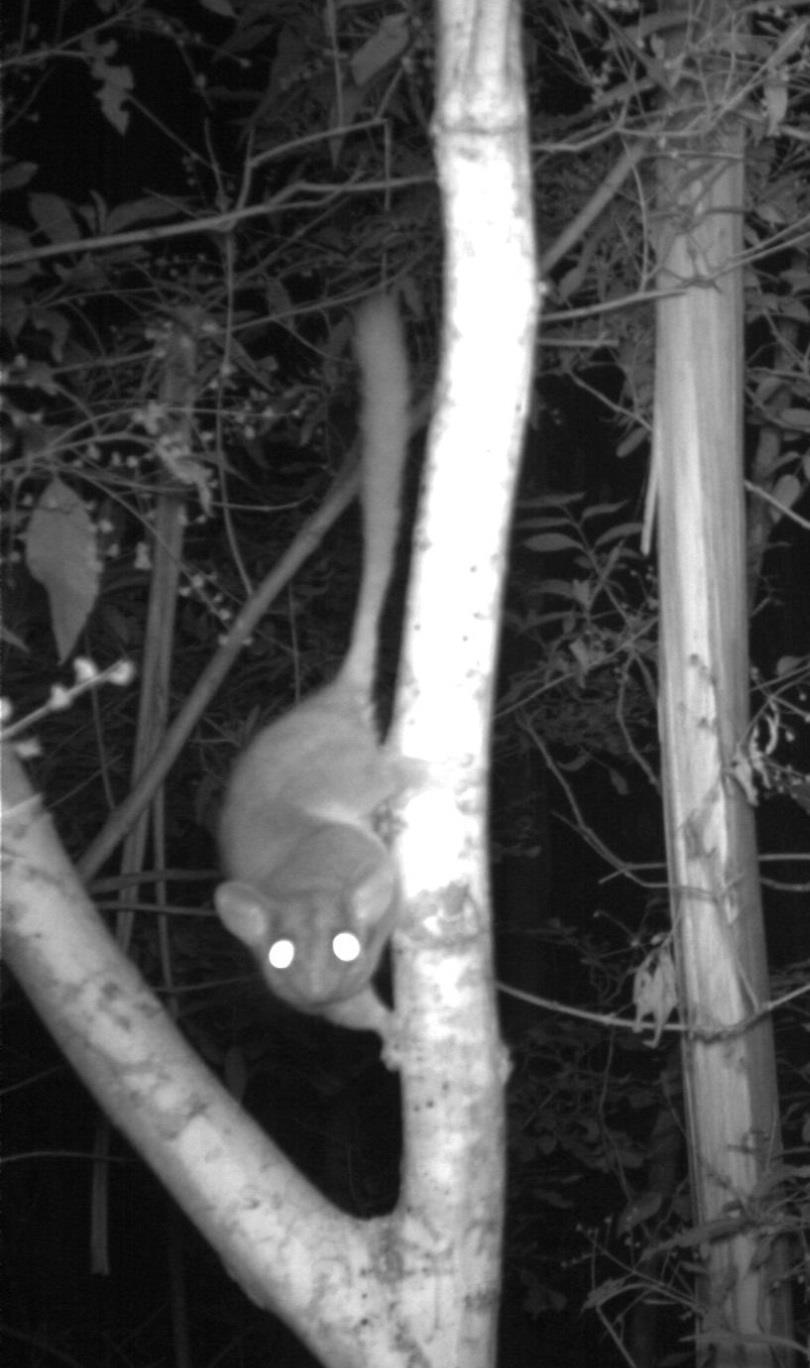 Leadbeater s Possum Gymnobelideus leadbeateri Small, arboreal marsupial Related to