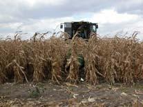 Corn Yield Response of Pion.