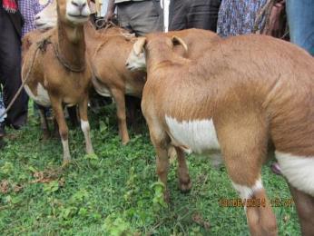 Results, Impacts/ changes-examples Reverting negative selection More births, better growth, and reduced mortality in participating community flocks In Bonga breeding rams are sold for more than