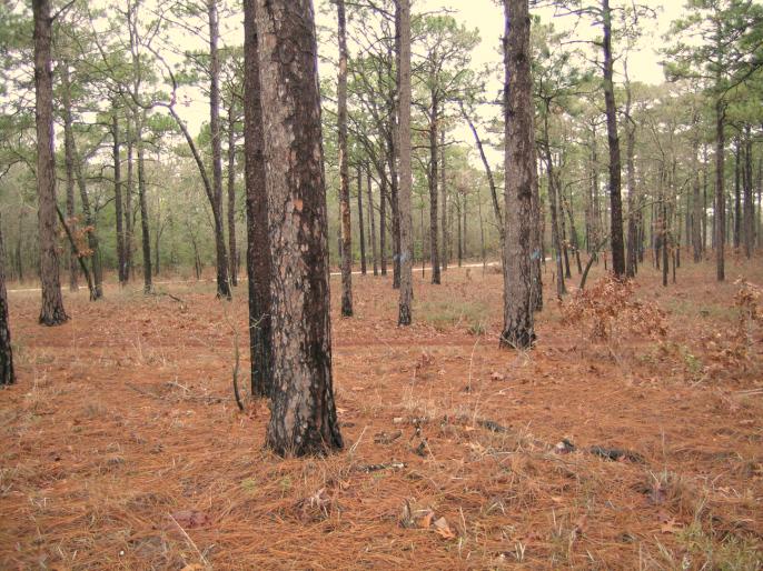 Managing Lowcountry Forests for Wildlife Prepared by William H. Co