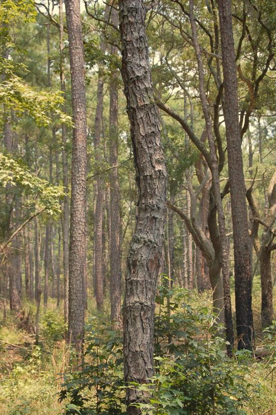 Examples of typical defects found in pine flatwoods.