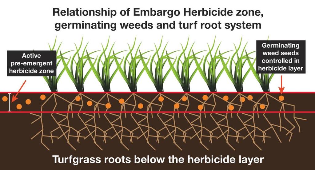Turf Culture Embargo Herbicide leaflet 01-03-2017 Page 3 of 5 Embargo Herbicide inhibits the steps in plant cell division responsible for chromosome separation and cell wall formation, therefore