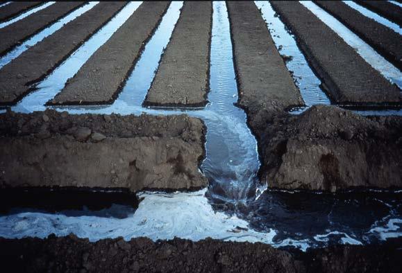 Surface Irrigation: Improvement with High Flow Rates Water losses can be from deep percolation and tailwater