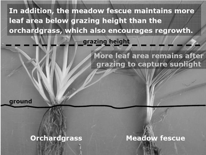 Newer, lower growing orchardgrass varieties will