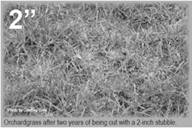 Forage Example: Alfalfa Physiological Characteristics - Stored Energy Dry Matter