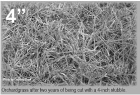 Frequent early cutting depletes energy reserves causing reduction in stand
