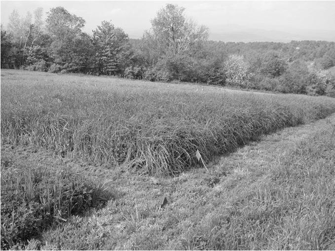 Forage Grasses and Forage Quality Two locations (E. Montpelier, S.