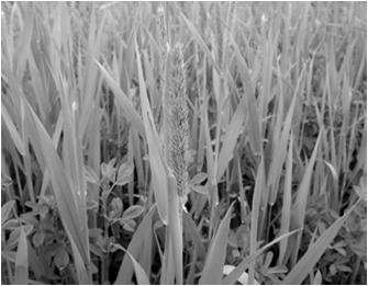 Forage Grass Quality Environmental Interaction Spring Growth Summer Regrowth (Brink, USDA- Dairy/Forage Research Lab, 2010) Flowering Culm Most cool season grasses