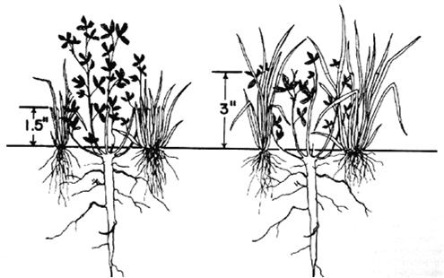 lead toward winter injury of alfalfa.