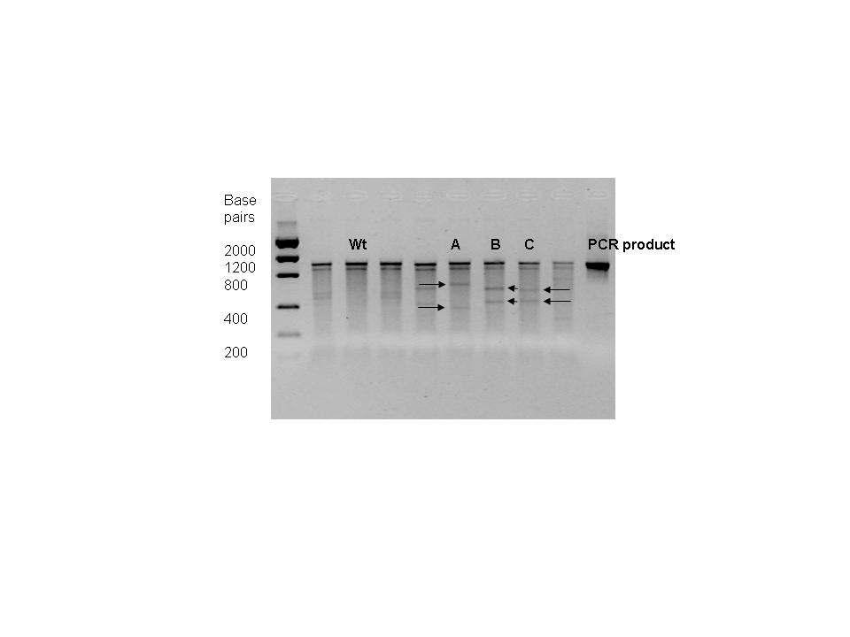 Page 4 Figure 1 Gel image of mutation discovery using crude celery juice extract for enzymatic mismatch cleavage followed by visualization by agarose gel eletrophoresis.
