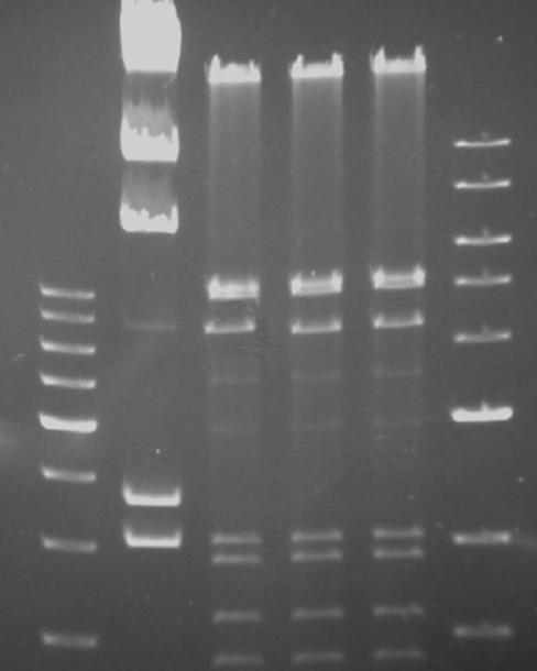 RESULTS lanes 1 2 3 4 5 6 Figure 1: Restriction digest on agarose gel stained with ethidium bromide. Lane 1: 500 bp DNA-ladder (0.2 µg); lane 2: Lambda-DNA cut by HindIII (0.