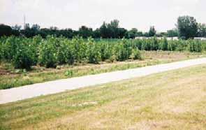 Phytoremediation Monitoring Former Utilities Site, LaSalle Illinois Treatment of PCE and TCE shallow in groundwater using phytoremediation Approximately 1100 trees (willow and cottonwood) Contaminant