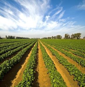 in achieving sustained economic growth and development in the country, Various policy objectives and investment incentives exist to foster agricultural led growth, many of which are geared towards