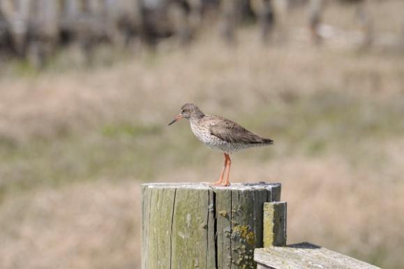 of its clutch Nest attendance in Redshank in relation to