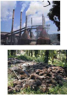 palm oil mills Returned to plantation sites as