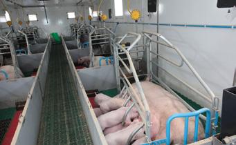 Finrone Maximiser Crate Solution Heavy duty 83 kg galvanised crate which allow the piglets to maximise suckling of the sow The crate design reduces mortality rate to low levels and produces heavier