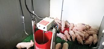 at a heavier weight. Ventilation systems designed with young and vulnerable piglets in mind Piglets enter the house at 4 kg and over the space of two weeks gain around 5 kg.