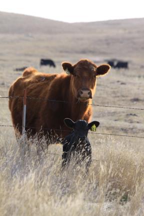 Cost-Return Projection -- Beef Cow-Calf Enterprise (Per Cow), 2018 1 N.D. Your Avg. Numbers VARIABLE COST PER COW: 1. Summer Pasture $ 140.00 $ 2. Hay--silage 170.00 3. Other feed 25.00 4.