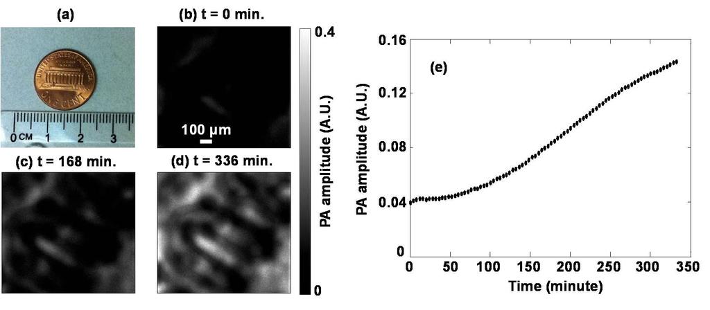of PA signals. A three-dimensional (3D) image was obtained by raster scanning the sample and piecing together A-lines. Figure 2.2 Optical clearing-aided PAM of a coin covered by mouse skin.