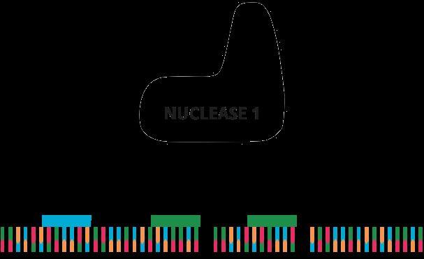 LIBRARY DESIGN OPTIONS NUCLEASE SINGLE MULTIPLE Standard CRISPR RGEN (e.g.