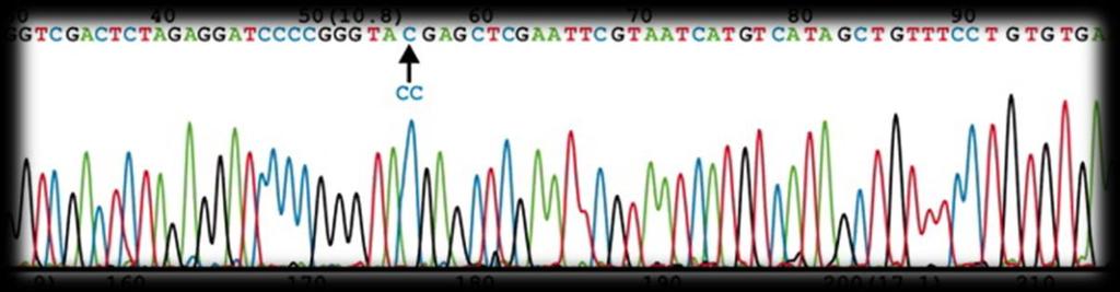 DNA sequence stretches