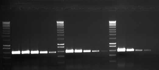Application Notes Superior Performance and Flexibility In order to minimize errors in DNA replication during PCR, it is essential to choose a high-fidelity DNA polymerase enzyme.