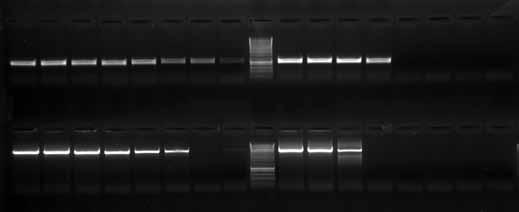 Application Notes DNA Polymerase Advantages of using DMSO Templates with GC-rich or long complementary areas can be difficult to amplify, as they possess stable secondary structures that resist