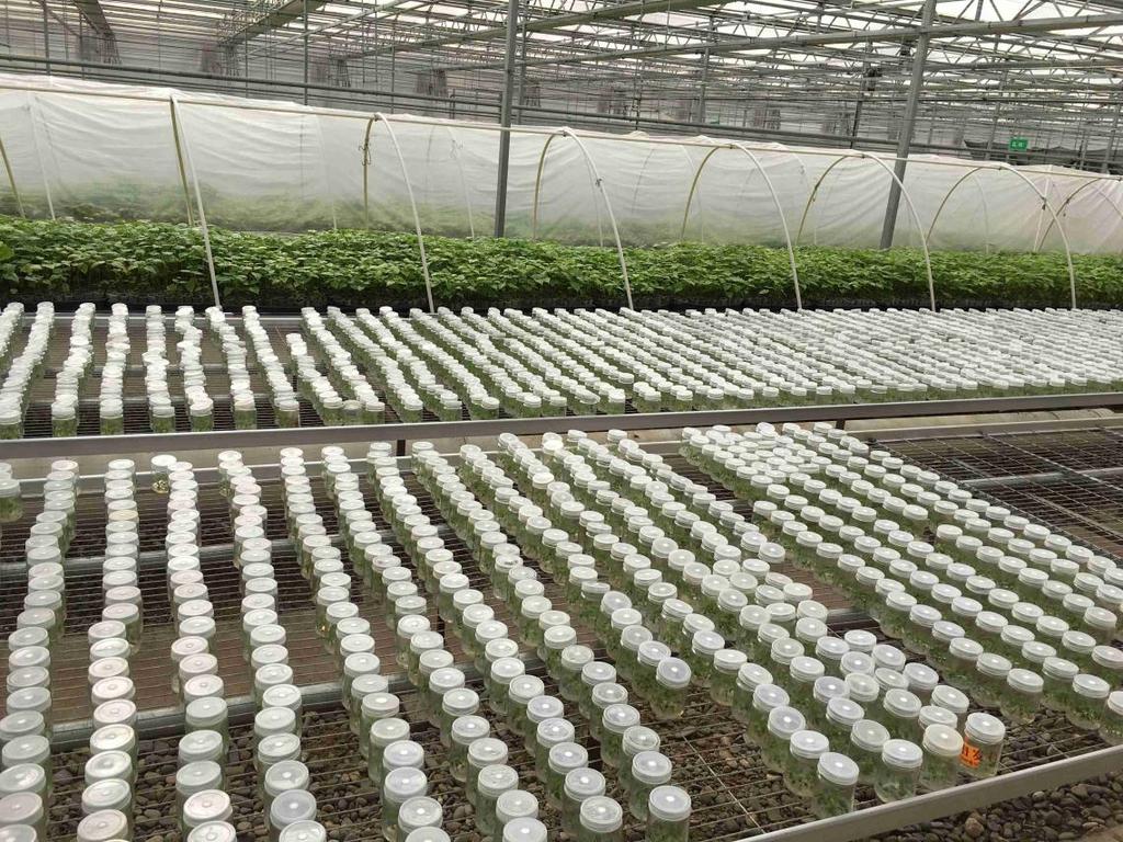 Smart greenhouses IT enables increased control over microclimate of greenhouses temperature, humidity etc.
