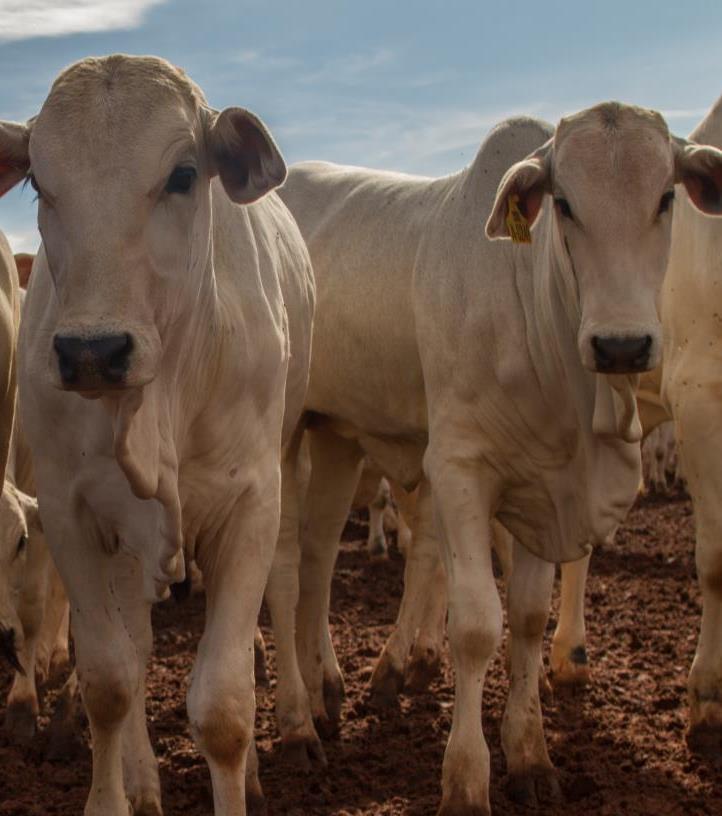 CATTLE FARM TRAINING The company offers training courses based on the Best Handling Practices Manual from the Etco Group (Animal Ecology and Etiology Study and Research Group), which is the result of