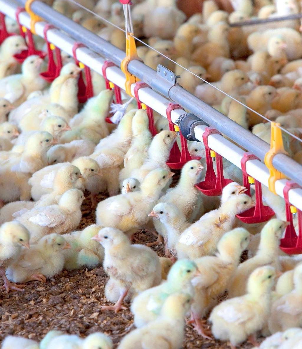 POULTRY ANIMAL WELFARE ASSESSMENT The company has developed and implemented an Animal Welfare assessment at all production units to monitor adoption of recommended practices.