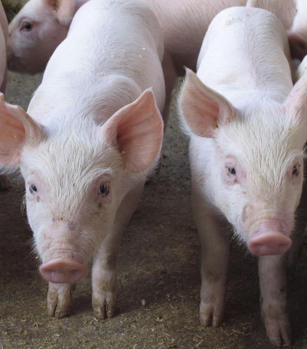 PORK PRODUCER TRAINING COURSES Working in partnership with the Brazilian Association of Hog Breeders (ABCS), the company has offered training courses on Animal Welfare and other production practices
