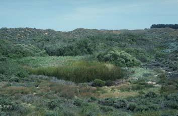 Seasonal Wetlands Seasonal Wetlands: Wetlands that pond