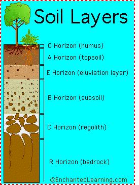 SOIL Present Time You are currently a molecule of carbon