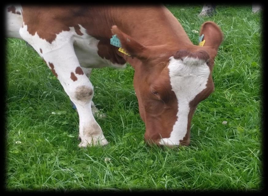 grass Long grazing season Only 300-400 kg/cow/ lactation Optimise