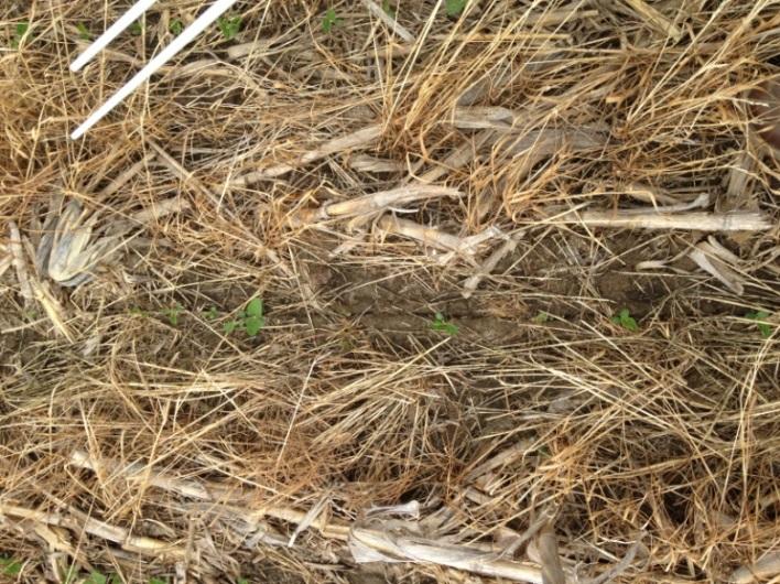 The combination of warm temperatures and spraying before planting resulted in the ryegrass and any crimson clover that overwintered being brown and dead before the corn emerged.