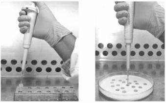 Figure 1 (left): Ten µl of the test organism inoculum being removed with a positive-displacement