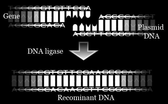 Only bacteria that contain the recombinant DNA are selected for further use. Ligation: DNA ligase joins together an isolated gene and plasmid DNA. This produces recombinant DNA.