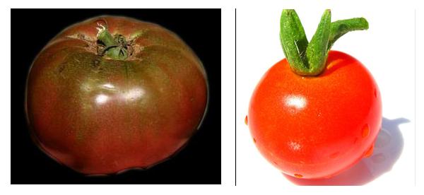 even created a transgenic purple tomato that contains a cancer-fighting compound (see Figure below).