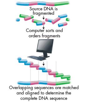 Sequencing and Identifying Genes Once researchers have marked the DNA strands, they can use shotgun sequencing, a rapid sequencing method that involves cutting DNA into random fragments, then